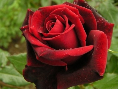 Роза Черная Магия