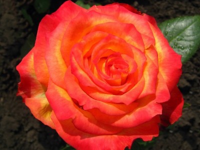 Роза Оранжевая Магия