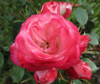 Роза Пат де Велюр
