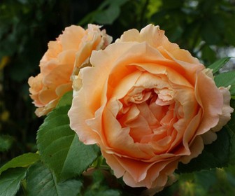 Роза Полька