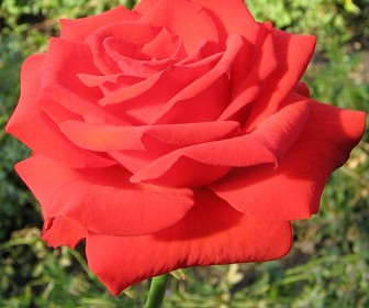 Роза Серенада