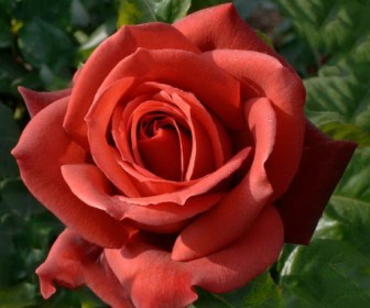 Роза Терракота