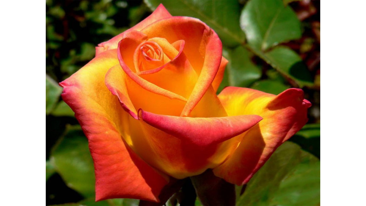 Сорт роза золотая магия майкл ньютон метод регрессивного гипноза