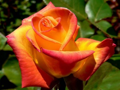 Роза Золотая Магия 
