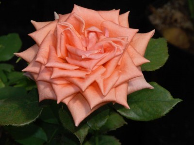 Роза Эльдорадо