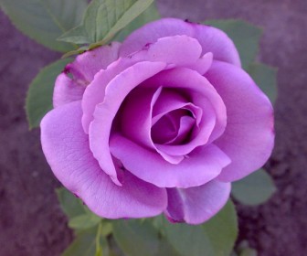 Роза Голубой Нил