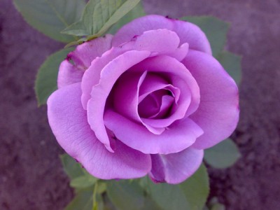 Роза Голубой Нил