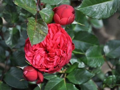 Роза Пиано Ред
