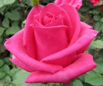 Роза Шакира