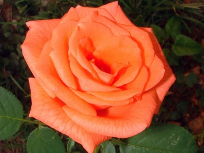 Роза Тропикана