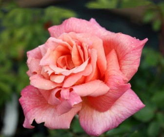 Розы Синьора